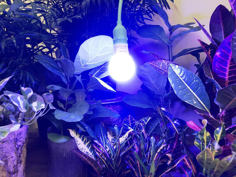 Grow Light Bulbs