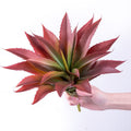 Succulents Plants Artificial Aloe Unpotted Outdoor UV Resistant, 1Pcs Red