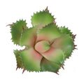 Artificial Fake Succulent Plant 7.08 Inch(Pink)