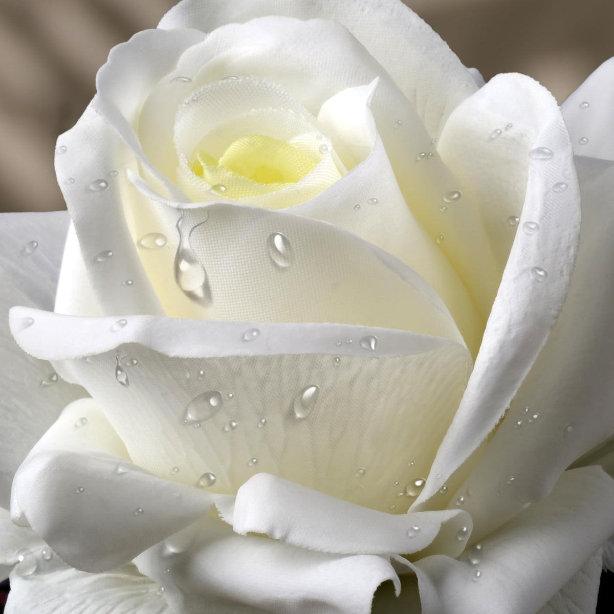 7PCS Fake Artificial Rose Silk Real Touch White 30CM