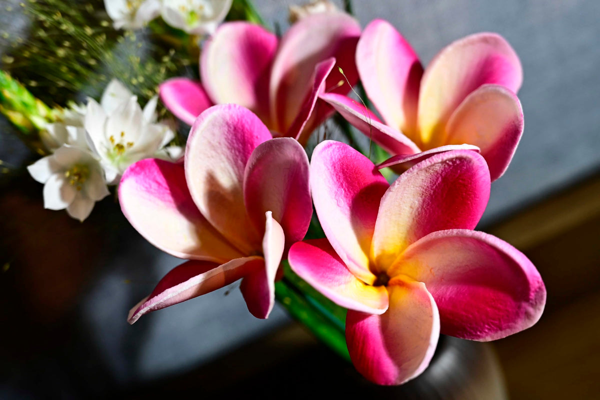 Birthday Gifts for Women 20pcs White Hot Pink PU Real Touch Hawaiian Plumeria Frangipani Artificial for DIY Birthday