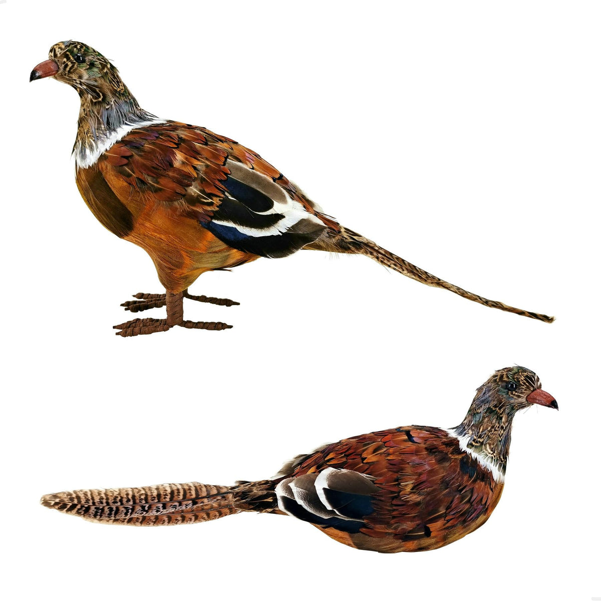 Feathered Pheasant Decor Set of 2 for Autumn Fall Thanksgiving