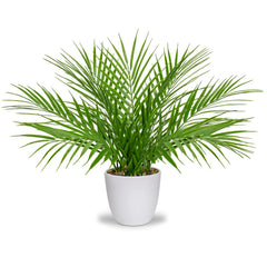 Fake Plant 15'' Artificial Palm Plant in White Pot Real Touch Faux Tropical Palm Tree Houseplant Indoor Living Room