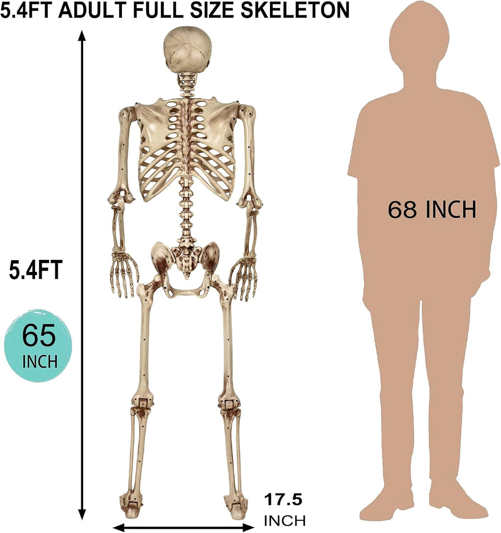 5.4ft Life Size Skeleton,Poseable Halloween Giant Skeletons Decorations Outdoor,Full Body Human Bones with Movable
