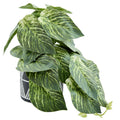 Faux Pothos Plant Black White Geo Cement Pot Indoor Decor