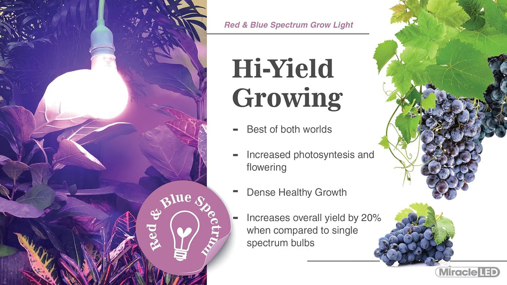 Periwinkle Purple Magic, Craft Lighting Grow Bulb (2-Pack)