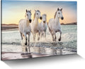 Beach Horse Canvas Wall Art: White Elegant Equines Photo Prints Graceful Seaside Animals Office Painting Ocean Steeds
