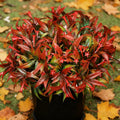 6Pcs Outdoor Artificial Plants UV Resistant Fake Flowers Plastic Plants Morning Glory Greenery Shrubs for Outside