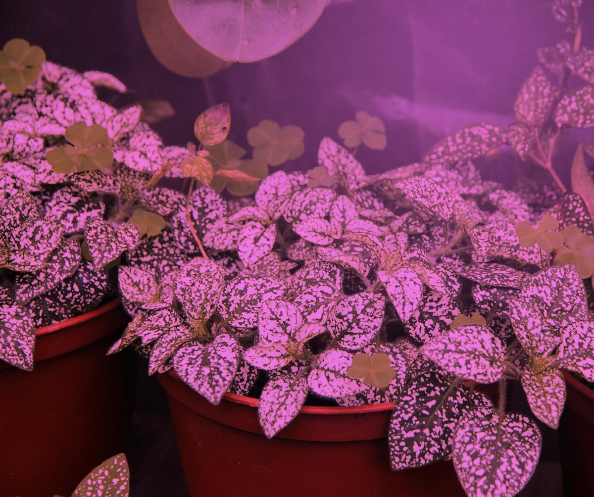 Tight Focus LED Red & Blue Spectrum Daylight Single Plant Growing Bulb 6W Replacing 75W Incandescent Grow Light